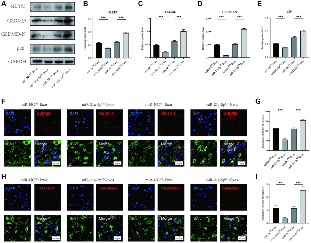 BMSCs-derived exosomes suppress macrophage/microglia pyroptosis after SCI by delivering miR-21a-5p. (A–E) Western blot detection and quantitative analysis of NLRP3, GSDMD, GSDMD-N, and p20 proteins in spinal cord tissue on the 7th day after injury; (F) Representative immunostaining image of IBA1 and GSDMD in mice of different groups on the 7th day after injury; (G) Quantification of fluorescence intensity; (H) Representative immunostaining image of IBA1 and Caspase-1 in mice of different groups on the 7th day after injury; (I) Quantification of fluorescence intensity (*p **p ***p 