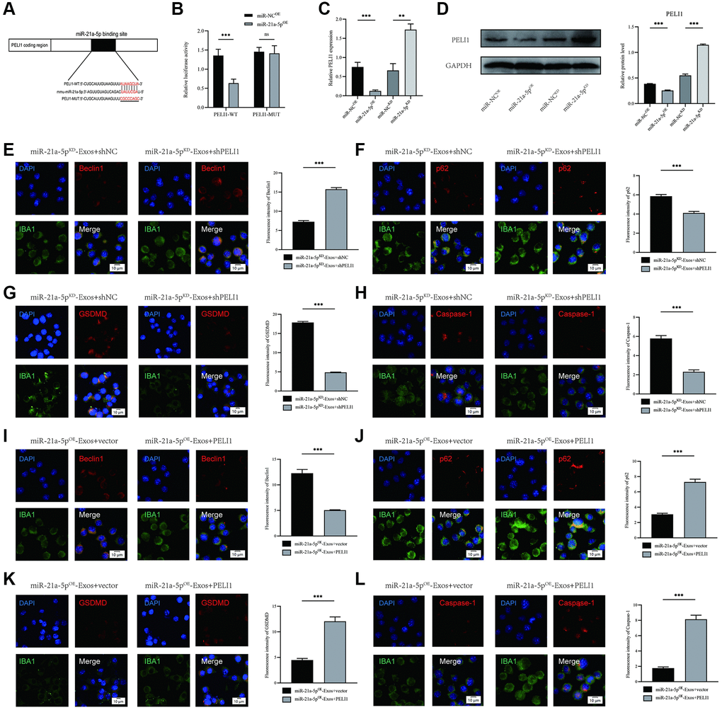 miR-21a-5p enhances macrophage/microglia autophagy and suppresses macrophage/microglia pyroptosis by targeting PELI1. (A) Exosomal miR-21a-5p regulates PELI1 by directly targeting the 3′-UTR; (B) Luciferase report assay was performed to confirm PELI1 is the target gene of miR-21a-5p; (C) The mRNA level of PELI1 in BV2 cells after treatment with miR-21a-5pOE-Exos and miR-21a-5pKD-Exos; (D) The protein level of PELI1 in BV2 cells after treatment with miR-21a-5pOE-Exos and miR-21a-5pKD-Exos; (E–H) Rescue experiments for miR-21a-5p inhibition were conducted by downregulating PELI1 in macrophage/microglia. BV2 microglia autophagy and pyroptosis were detected by immunofluorescence; (I–L) Rescue experiments for miR-21a-5p overexpression were carried out by the ectopic expression of PELI1 in macrophage/microglia. BV2 microglia autophagy and pyroptosis were detected by immunofluorescence (*p **p ***p 