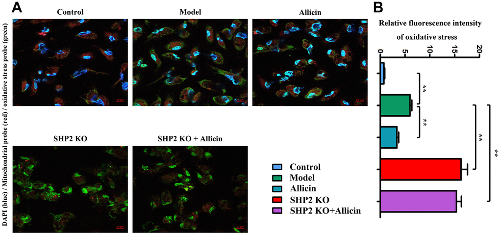 Inhibition of macrophage oxidative stress by allicin extract. (A) Allicin extract had an inhibitory effect on oxidative stress in SHP2-KO rats compared to the model group. Allicin extract had no significant effect on oxidative stress in SHP2-KO rats, indicating that mitochondria are the site of oxidative stress occurrence. (B) Statistical data. One-way analysis, **p 