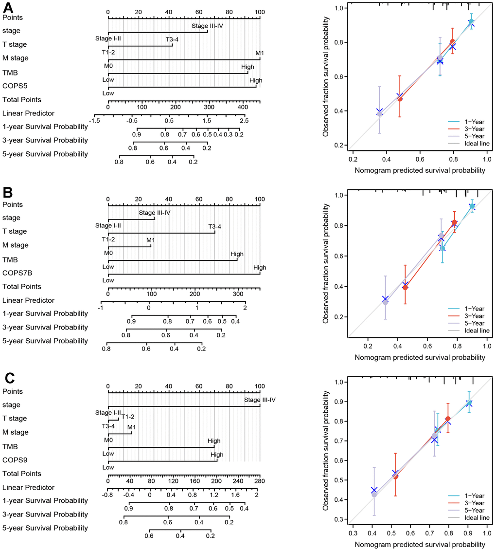 Construction and validation of nomograms based on COPS subunit expression. (A–C) Nomograms constructed to establish the prognostic efficacy of COPS subunits 5 (A), 7B (B), and 9 (C) for predicting 1-, 3-, and 5-year overall survival (OS). Calibration plots are also shown validating the efficiency of nomograms for OS prediction.
