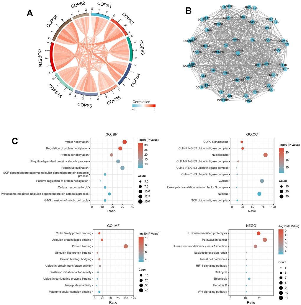 Functional enrichment analyses of COPS subunit genes and neighboring genes in HCC (from STRING and DAVID). (A) Associations among COPS complex components in HCC revealed by Spearman correlation analysis. (B) Biological interaction network of COPS subunit genes and neighboring genes. (C) GO and KEGG enrichment analysis showing biological processes, cellular components, molecular functions, and molecular pathways of COPS subunits and neighboring network genes.