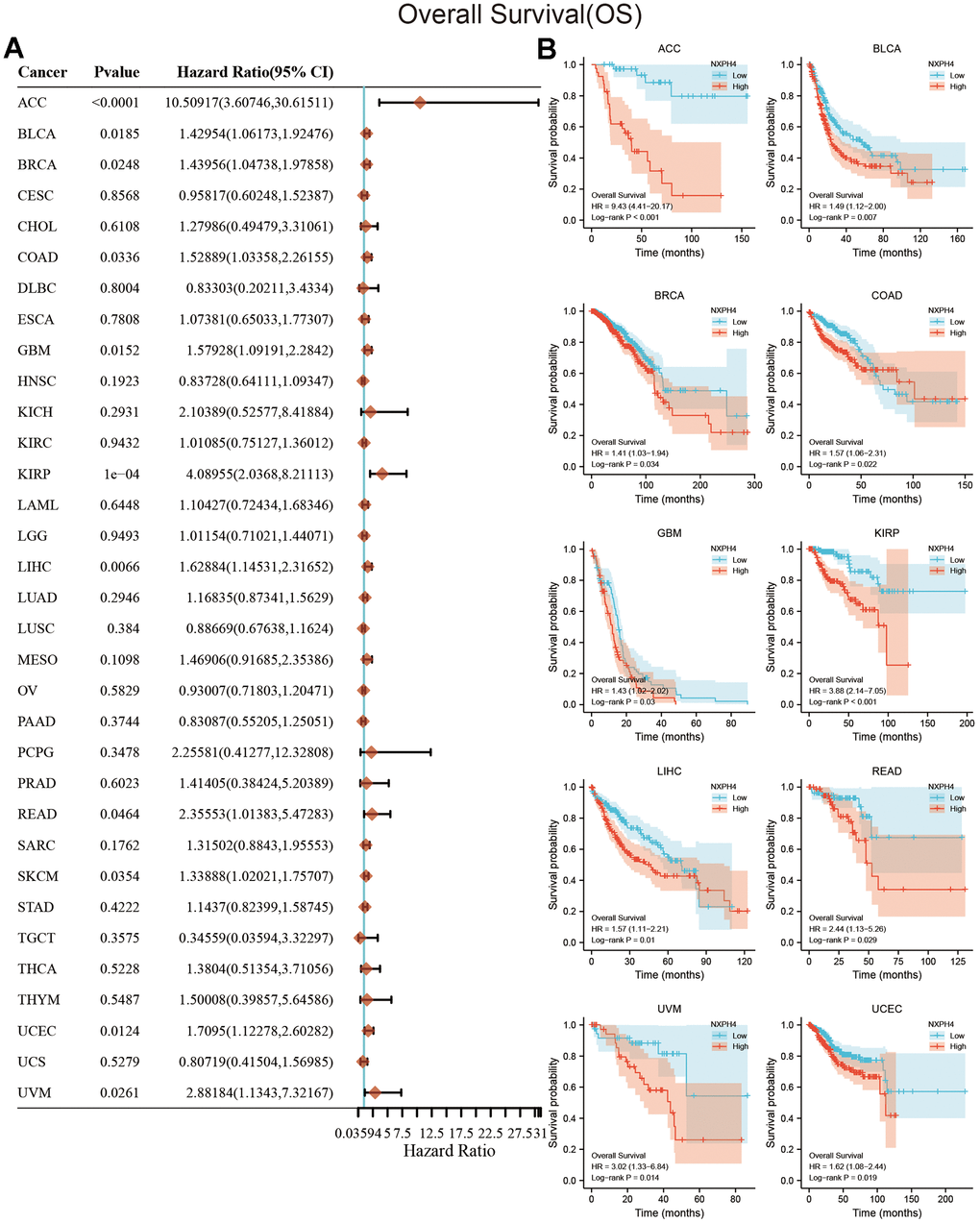 Relationship between NXPH4 expression and OS in pan-cancer. (A) Univariate Cox analysis showed the relationship between NXPH4 and OS in pan-cancer. (B) K-M survival analysis showed the relationship between NXPH4 and OS in pan-cancer.