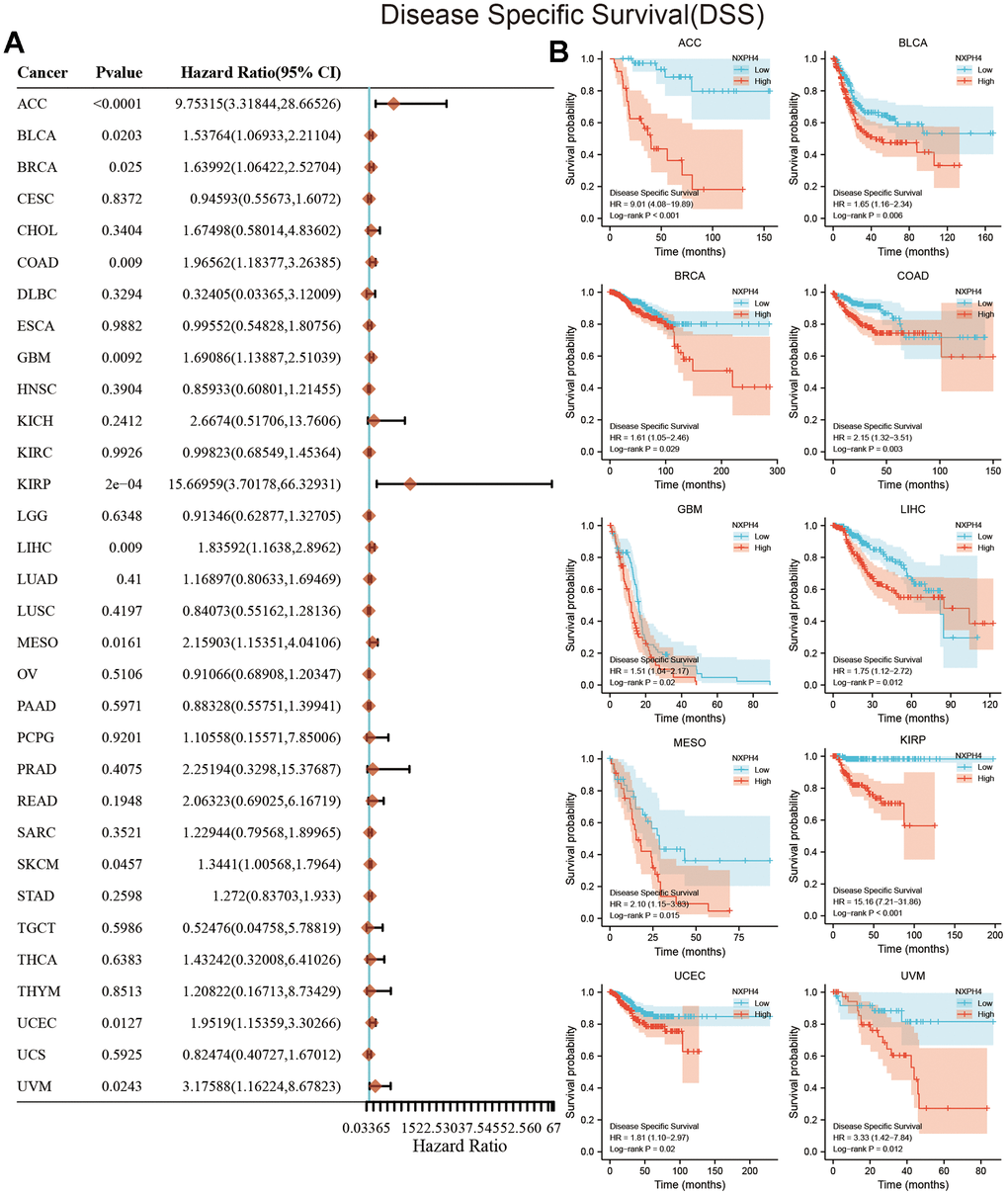 Relationship between NXPH4 expression and DSS in pan-cancer. (A) Univariate Cox analysis showed the relationship between NXPH4 and DSS in pan-cancer. (B) K-M survival analysis showed the relationship between NXPH4 and DSS in pan-cancer.