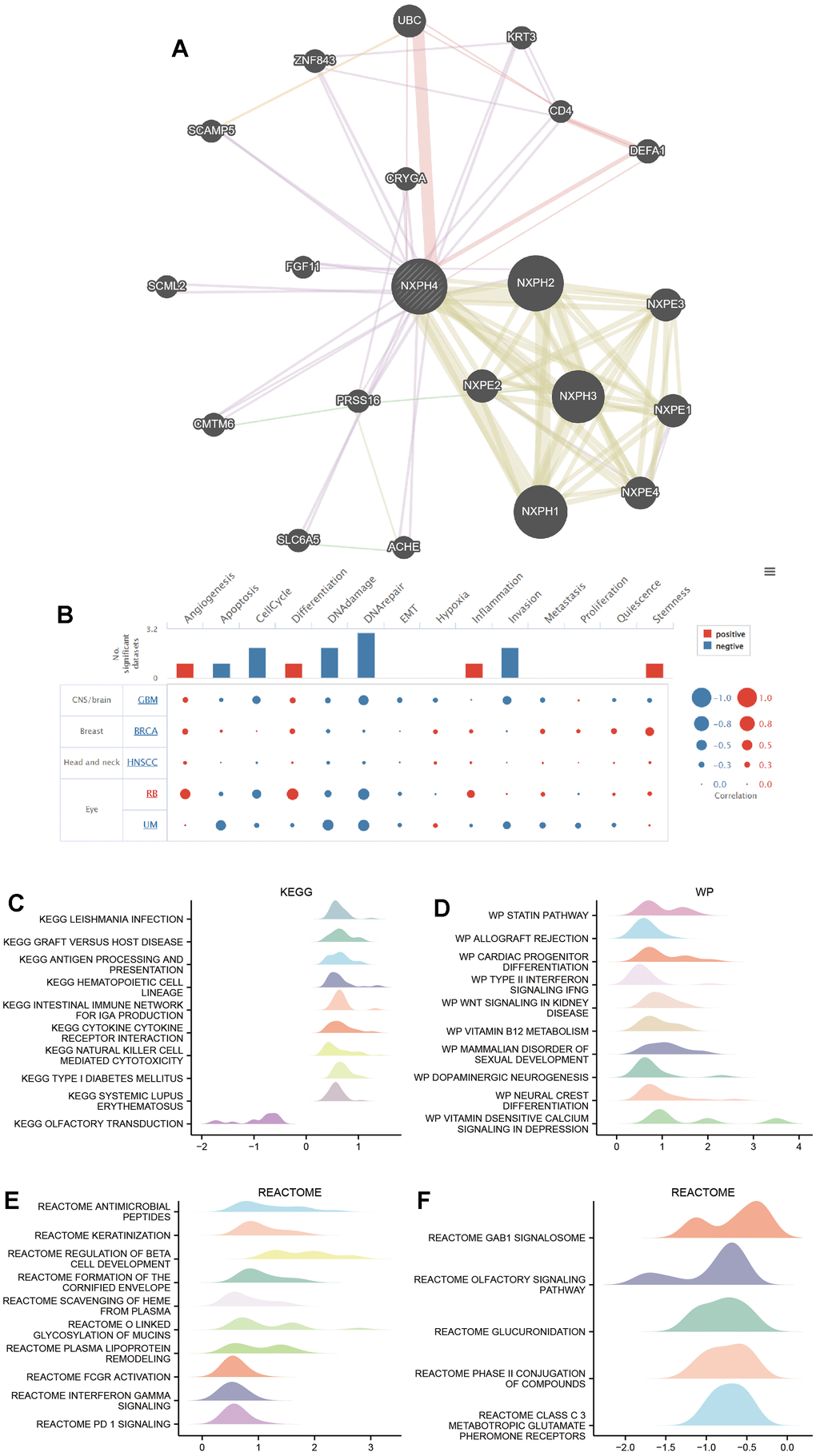 PPI network and functional enrichment analysis. (A) GeneMANIA database was used to analyze the 20 proteins that NXPH4 interacts with. (B) CancerSEA database analysis of NXPH4 in relation to 14 biological processes in various cancers. (C) KEGG-based GSEA analysis of NXPH4 in colon cancer. (D) Wp-based GSEA analysis of NXPH4 in colon cancer. (E, F) Reactome-based GSEA analysis of NXPH4 in colon cancer.