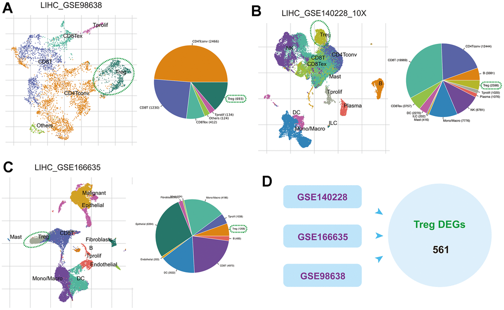 The scRNA-seq analysis identifies Tregs in HCC. (A–C) Annotation of cell clusters in the GSE98638, GSE140228 and GSE166635 cohorts. (D) DEGs between Tregs and other cell types in these three cohorts.