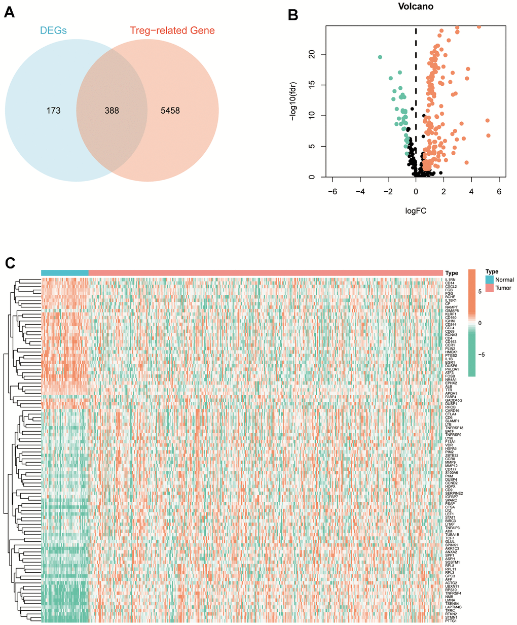 Identification of DETGs. (A) Intersected 5846 TRGs with the 561 DEGs to obtain 388 DETGs. (B) The volcano plot demonstrated 388 differentially expressed DETGs in HCC tumour and normal tissues. (C) The heatmap demonstrated the expression of 100 differentially expressed DETGs in HCC tumour and normal tissues.