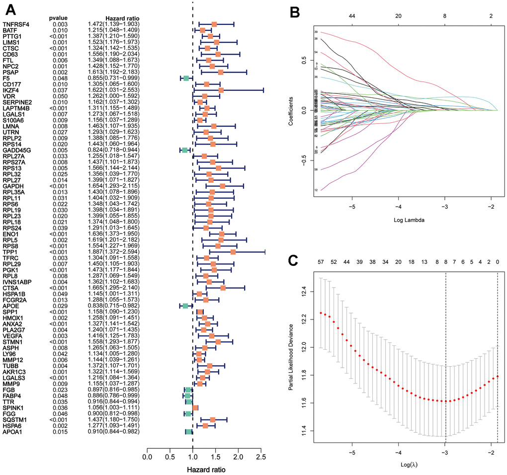 Establishment of TRSSys for HCC. (A) The 69 TRGs associated with HCC prognosis. (B, C) The variable selection and cross-validation plots based on the LASSO.