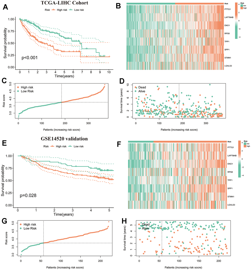 Verification of TRSSys in HCC. (A) Kaplan-Meier curves in the TCGA-LIHC. (B) Expression heat map of TRSSys-related TRGs in the TCGA cohort. (C, D) The distribution of survival conditions in the TCGA-LIHC. (E) Kaplan-Meier curves in the GSE14520. (F) Expression heat map of TRSSys-related TRGs in the GSE14520 cohort. (G, H) The distribution of survival conditions in the GSE14520.