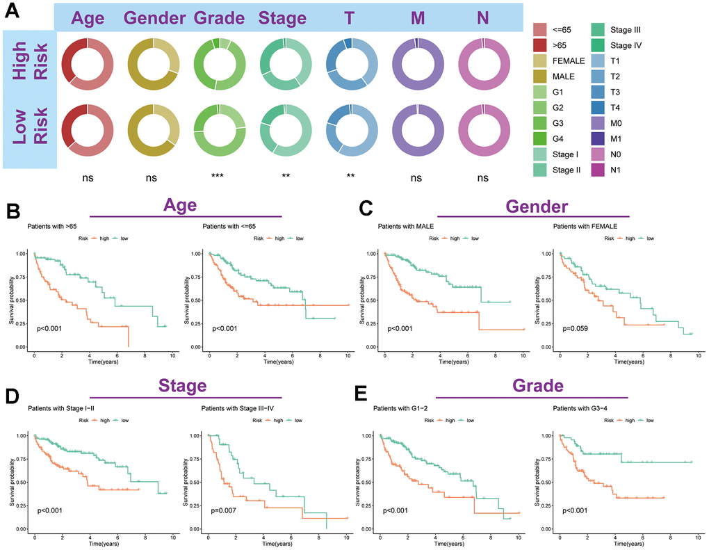 Association of TRSSys with clinical parameters in HCC. (A) Distribution status of different clinicopathologic parameters in two risk subgroups. (B–E) Kaplan-Meier curves revealed the survival between individuals in the two risk groups for age (B), gender (C), stage (D) and grade (E) subgroups.