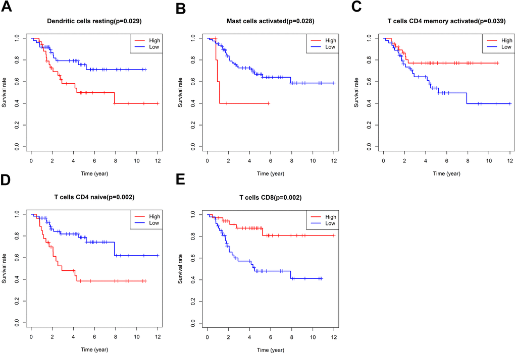 Survival analysis of immune cells. The impact of Dendritic cells resting (A), Mast cells activated (B), T cells CD4 memory activated (C), T cells CD4 naïve (D) and T cells CD8 (E) on the survival of osteosarcoma were examined by employing Kaplan-Meier survival analysis.