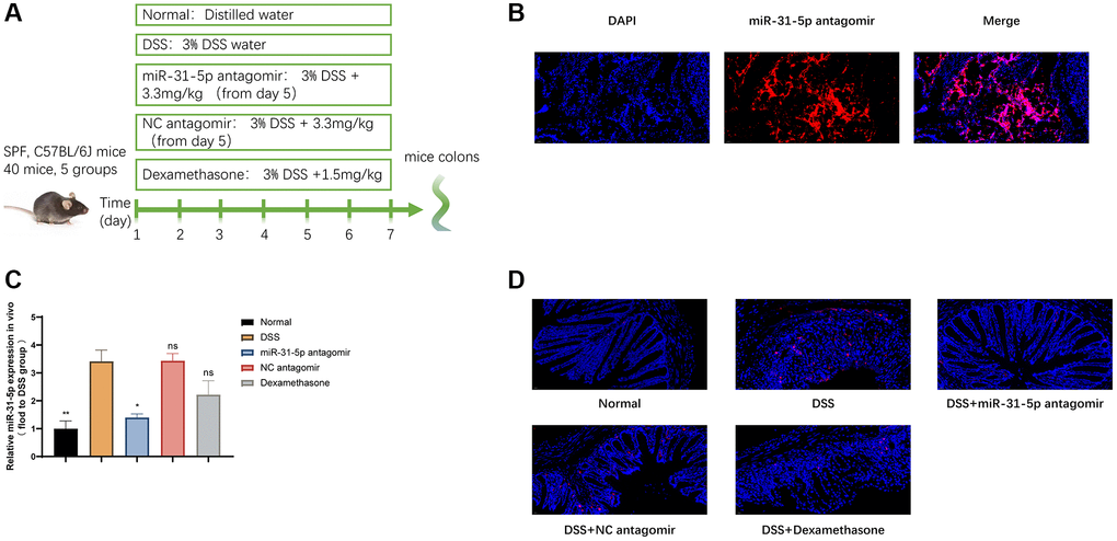 miR-31-5p antagomir decreased the level of mir-31-5p in DSS-induced colitis. (A) Diagram of drug intervention process in animal experiments. (B) Immunofluorescence of frozen sections showed the localization of miR-31-5p antagomir in mouse colon. (C) QRT-PCR was used to analyze the level of miR-31-5p in colon tissues of mice. Each column represents the mean ± SD, n ≥ 3 from each group. ns represented P > 0.05, *P **P D) In situ hybridization analysis of miR-31-5p in mouse colon. Red represented positive signal for miR-31-5p (magnification ×400).