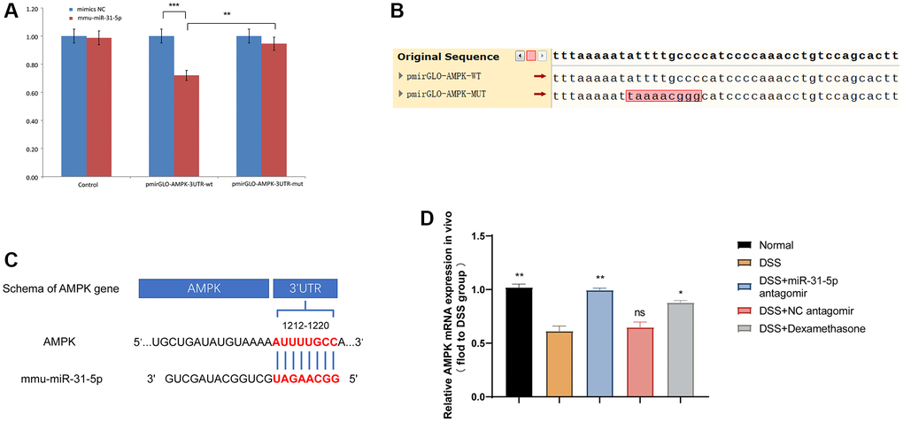 miR-31-5p can target AMPK in mouse colon tissues. (A) Dual luciferase report assay of AMPK 3′UTR wild-type or mut-type and miR-31-5p. **P ***P B) Sequence difference between two cloned plasmids: the difference is located in the cloned AMPK DNA fragment, in which the sequence ATTTTGCCC in pmirGLO-AMPK-WT corresponding to the red box is the targeting fragment of mir-31-5p. (C) Wild-type sequences of AMPK for miR-31-5p target. (D) Relative mRNA of AMPK in mice colonic tissue was measured by qPCR (n ≥ 5). Each bar represents mean ± SD. ns represented P > 0.05, *P **P ***P 