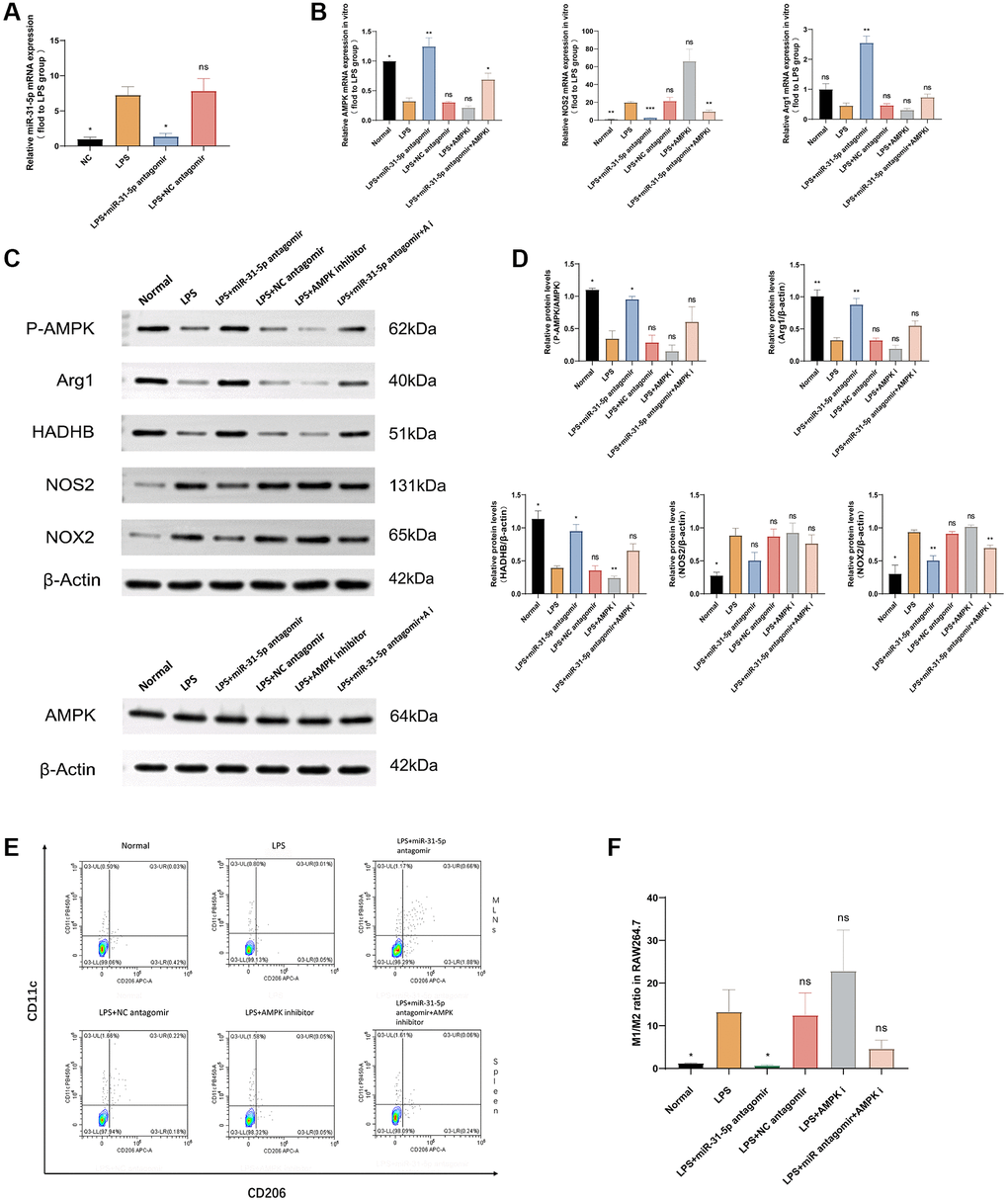 miR-31-5p antagomir may transform macrophages from M1 type to M2 type through the AMPK-related pathway. (A) miR-31-5p antagomir was successfully transfected into RAW264.7 cells. (B) qPCR detection of AMPK, NOS2, and Arg1 mRNAs. (C) Western blotting strips of P-AMPK/AMPK, NOS2, Arg1, NOX2, HADHB (β-actin). (D) Protein quantitative analysis of P-AMPK/AMPK, NOS2, Arg1, NOX2 and HADHB (β-actin). (E) Flow cytometry of M1/M2. (F) Statistical analysis of M1/M2 cell ratio. Each bar represents mean ± SD, n = 8 from each group. Ns represented P > 0.05, *P **P ***P ****P 