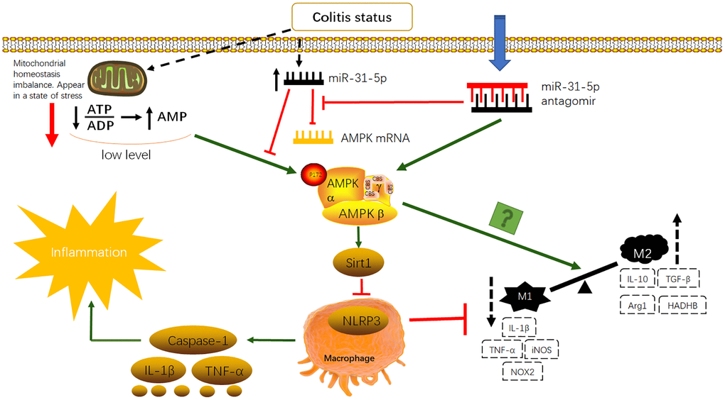 Antagomir of miR-31-5p can activate AMPK/SIRT1-dependent signaling to inhibit NLRP3 inflammasome in macrophages and promote the transformation of M1-type macrophages to M2-type macrophages to improve inflammatory response in colitis.