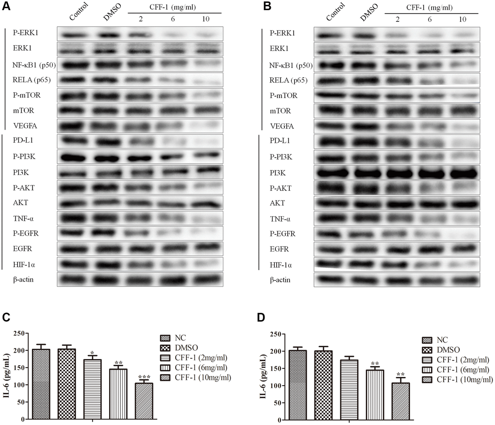The relative expressions of related proteins with CFF-1 treatment on PCa cells. (A) The relative expressions of related proteins after 24 hours of CFF-1 treatment on PC-3 cells. (B) The relative expressions of related proteins after 24 hours of CFF-1 treatment on 22RV1 cells. (C) The secretory levels IL-6 after 48 hours of CFF-1 treatment on PC-3 cells. (D) The secretory levels IL-6 after 48 hours of CFF-1 treatment on 22RV1 cells.