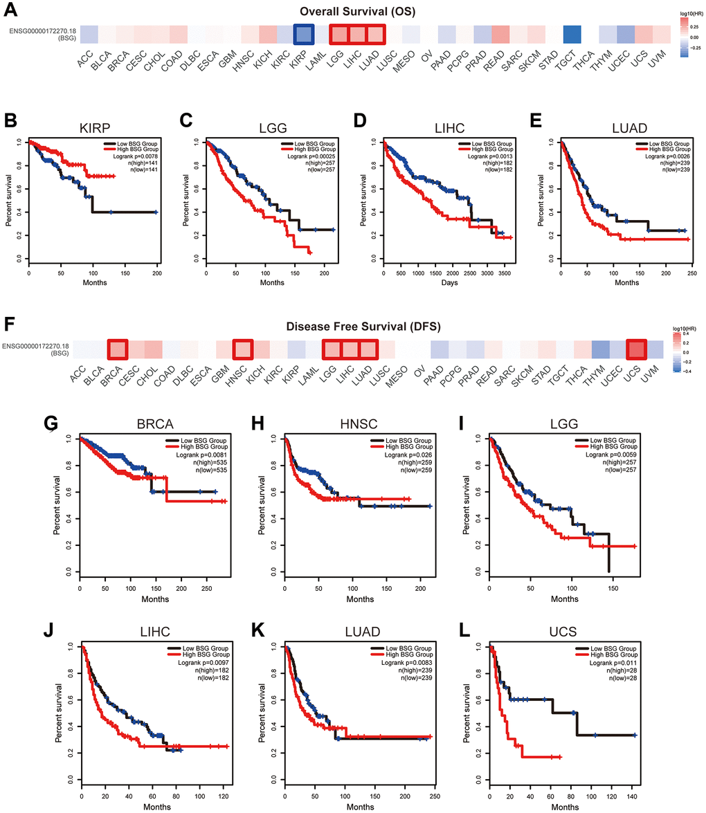 The prognostic value of BSG across multiple cancer types. (A) Survival heat maps of OS for BSG in 33 TCGA tumor types (the red and blue blocks indicate higher risk and lower risks; the rectangles with frames represent p B–E) Kaplan–Meier curves of OS for BSG in KIRP, LGG, LIHC and LUAD. (F) Survival heat maps of DFS for BSG in 33 TCGA tumor types (the red and blue blocks indicate higher and lower risks; the rectangles with frames represent p G–L) Kaplan–Meier curves of DFS for BSG in BRCA, HNSC, LGG, LIHC, LUAD and UCS. Abbreviations: OS: overall survival; DFS: disease-free survival. Full names of cancer types were shown in Figure 6.