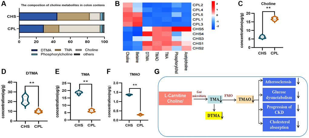Effects of CPL on TMA/TMAO metabolism in colonic contents. (A) Composition of choline metabolites. (B) Heatmap of choline metabolites. (C) Concentration of choline. (D) Concentration of DTMA. (E) Concentration of TMA. (F) Concentration of TMAO. (G) CPL affected TMA/TMAO metabolism. n = 5 mice per group. The data are presented as the mean ± SEM. Statistical analysis was performed using Student’s t test. *p **p 