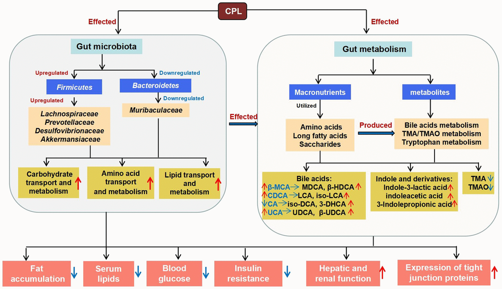The mechanism by which CLPs improve high-sucrose diet-induced obesity.