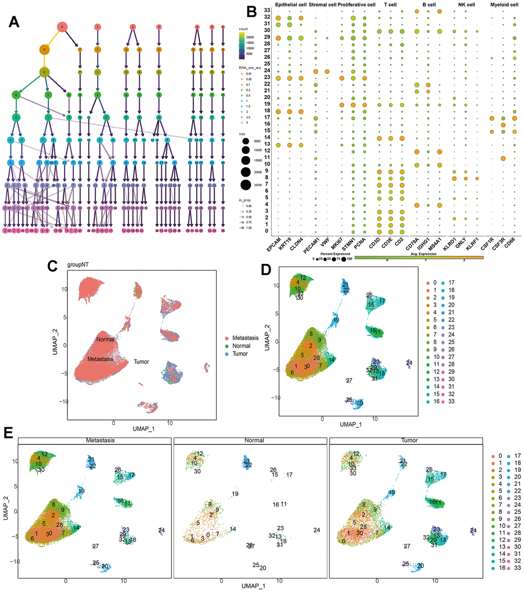 Single-cell dimensionality reduction. (A) Use the “clustree” package to visualize the division relationships between cell populations under different resolutions. (B) Annotate the cell characteristics of 34 clusters. (C–E) Distribution of 34 kinds of cell clusters in the perspective of UMAP dimensionality reduction algorithm.