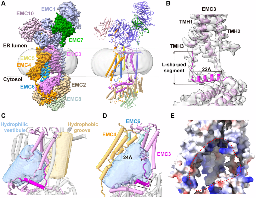 Cryo-EM structure of human EMC. (A) The cryo-EM density map and ribbon diagram of the human EMC complex, color-coded to highlight the subunit arrangement. (B) A close-up view of the EMC3 transmembrane module. The L-shape Segment188–210 of EMC3 are highlighted in magenta, and the rest of the EMC3 colored in plum. (C) A close-up view of the transmembrane module showing the two transmembrane cavities in the EMC. The internal cavities, determined by program HOLLOW, are shown as surface representation and the EMC in cylinder model. The extended loop of the L-shape Segment188–210, which separates the hydrophilic vestibule from the hydrophobic cavity, is highlighted by a dashed box. (D) The front view of the horseshoe-shaped hydrophilic vestibule. The L-shaped EMC3 segment and the nine-TMH bundle of EMC3-EMC4-EMC6 are shown. The horizontal helix of the L-shaped EMC3 segment that forms the base of the hydrophilic vestibule, is highlighted by a dashed box. (E) The front view of the EMC transmembrane region in electrostatic surface potential (positive: blue; negative: red). The entrance of the hydrophilic vestibule is defined by a dashed circular loop.