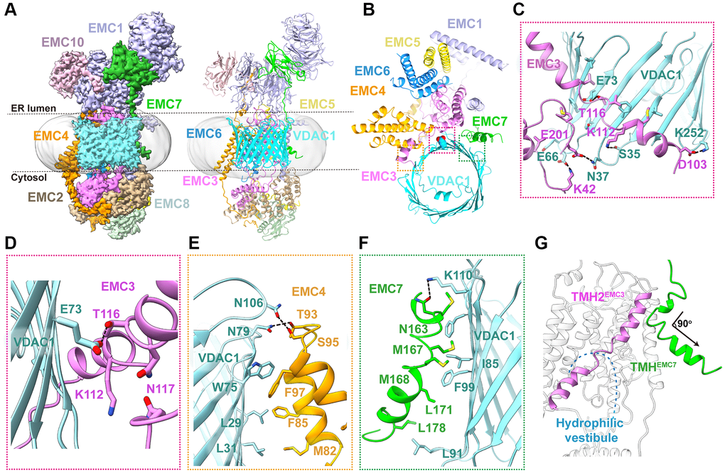 Cryo-EM structure of human EMC-VDAC1 complex. (A) The cryo-EM density map and ribbon diagram of human EMC-VDAC1 complex, color-coded by subunit. (B) The top view of the complex showing the interaction between VDAC1 and EMC. (C) A close-up view of the EMC3-VDAC1 interface highlighted in the pink dashed box in (B). Charged amino acids Lys42, Lys112, and Asp103 of EMC3 respectively interact with residues Glu66, Ser35, and Lys252 in the cytosolic loops of VDAC1. (D) Glu73VDAC1 is buried inside a hydrophilic pocket formed by Lys112, Thr116 and Gln117 of EMC3. (E) A zoom-in view of the EMC4-VDAC1 interface indicated by the orange dashed box in (B). The interaction involves hydrogen bonds formed by Asn79 and Asn106 of VDAC1 with Ser95 and Thr93 of EMC4, respectively. (F) The hydrophobic interface between EMC7 and VDAC1, mediated by Met167, Met168 and Leu178 of EMC7, and Ile85, Phe99 and Leu91 of VDAC1. (G) A close-up view of TMHEMC7. This segment adopts a bent conformation, with a short helix adjacent to TMH2EMC3 followed by another helix turning away from the hydrophilic vestibule.