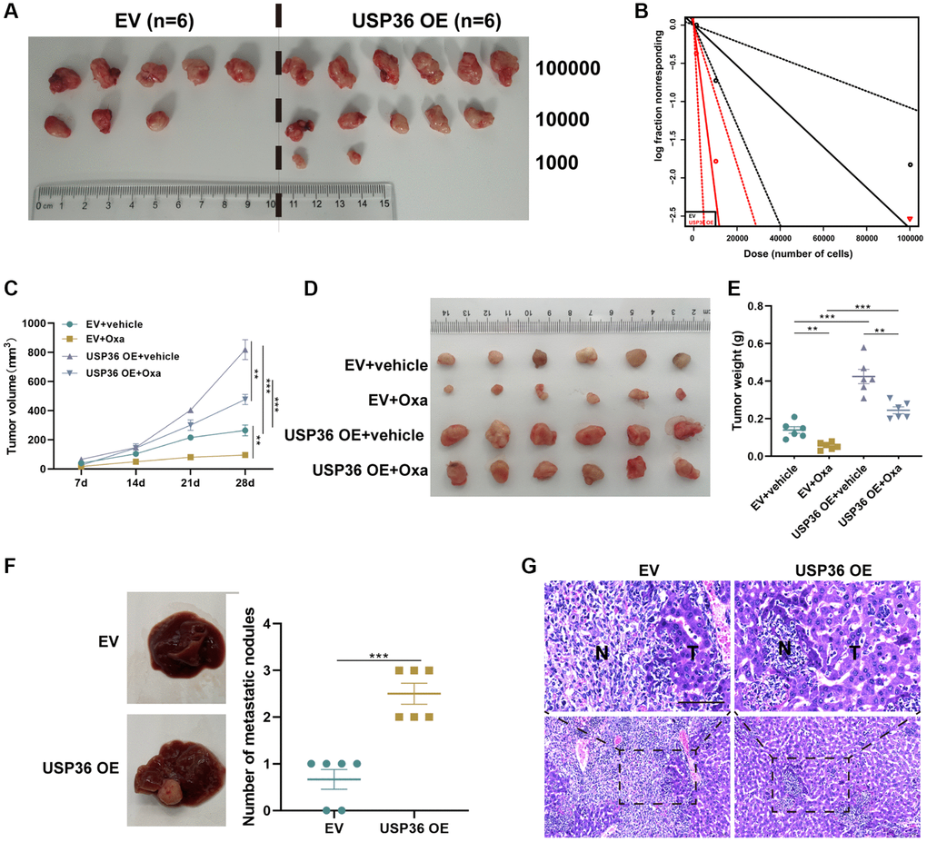 USP36 overexpression promotes the stemness, growth, Oxa-resistance, and metastasis of colon cancer. (A) The xenograft formation of 1,000, 10,000, and 100,000 HCT116 cells transfected with EV or USP36 OE. (B) Tumorsphere formation frequency of HCT116 cells was calculated by ELDA. (C) Tumor growth curve. (D) The tumor was harvested from each group on day 28. (E) Weight of the harvested tumor. (F) Representative of gross view (left) and the number of metastatic nodules (right) of the liver from the metastatic murine model. (G) H&E staining for the liver tissues from the metastatic murine model (Scale bar = 100 μm). **p ***p 