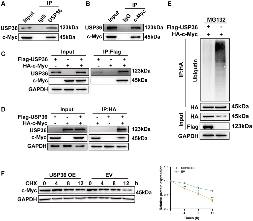 USP36 promotes c-Myc expression via its deubiquitinating role. (A) Co-IP assays of USP36 in HCT116 cells. (B) Co-IP assays of c-Myc in HCT116 cells. (C) Co-IP assays of Flag in HCT116 cells transfected with Flag-USP36 or HA-c-Myc or their combination. (D) Co-IP assays of HA in HCT116 cells transfected with Flag-USP36 or HA-c-Myc or their combination. (E) In vitro ubiquitination assay for HCT116 cells with the transfection of HA-c-Myc combined with or without Flag-USP36. (F) CHX half-life assay. *p **p 