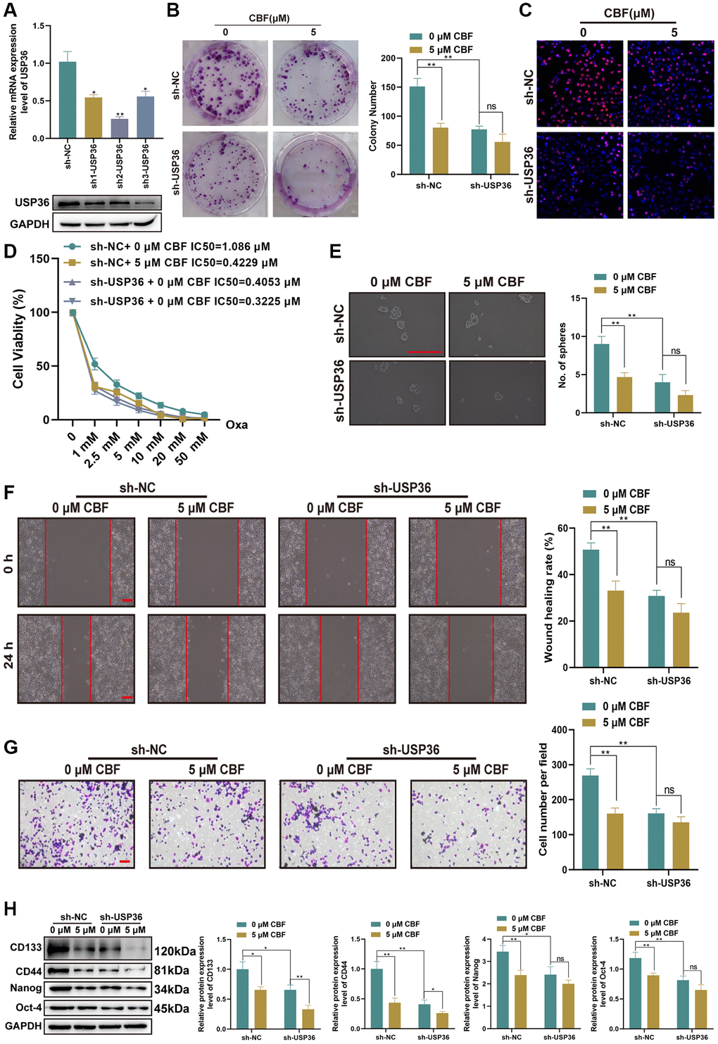 Suppressive effect of CBF on malignant phenotypes of colon cancer cells is mediated by USP36. (A) The mRNA (top) and protein (button) expression levels of USP36 in HCT116 cells were respectively detected by RT-PCR and western blot to validate the transfection efficiency of sh-USP36. (B, C) The cell proliferation was detected by colony formation (B) and Edu staining (C, Scale bar = 100 μm) assays. (D) The cell viability was detected by CCK-8 assay after a series of concentrations of Oxa for the determination of IC50 value to Oxa. (E) The cellular self-renewal capacity was investigated by sphere formation assay (Scale bar=100 μm). (F) The protein expression of cancer stem cell-related markers (CD133, CD44, Nanog, and Oct-4) was detected by western blot. (G) The cell migration was detected by wound healing assay (Scale bar = 100 μm). (H) The cell invasion was observed by Transwell assay (Scale bar = 100 μm). *p **p 