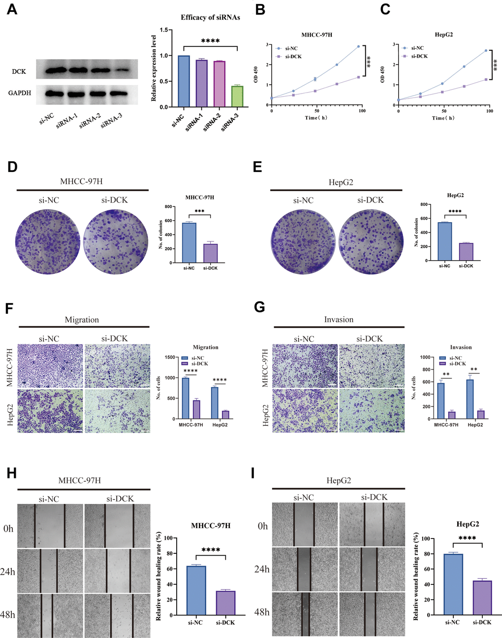 Suppression of DCK inhibited the proliferative and migrative ability of LIHC cells. (A) Transfected efficiency of three siRNAs targeting DCK. (B, C) The activity of MHCC-97H and HepG2 cell lines was dramatically inhibited following DCK knockdown. (D, E) Colony formation assay revealed that the capacity of these two cell lines to generate colonies was significantly decreased after DCK knockdown. (F–I) The migrative and invasive ability of MHCC-97H and HepG2 cell lines was considerably suppressed in the transwell assay and wound healing experiment. (*P