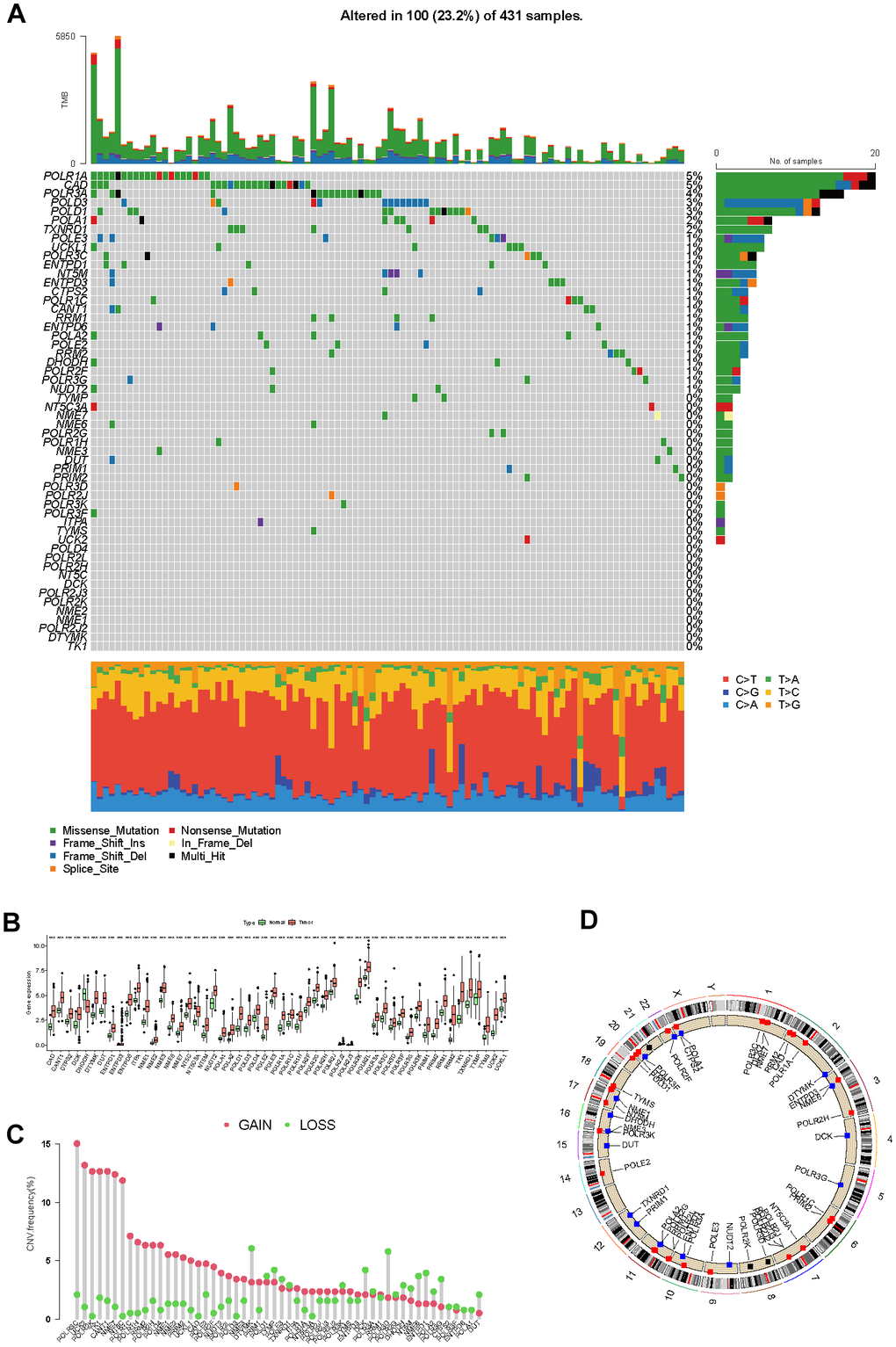 The genetic and transcriptional landscape of PMRGs. (A) The mutation profile of differentially expressed PMRGs in the TCGA-LIHC cohort. (B) The differential expression of PMRGs in HCC between tumor and normal tissues. (C) The CNV patterns of 54 PMRGs within HCC. (D) The locations of the CNV variations of 54 PMRGs on 23 chromosomes.