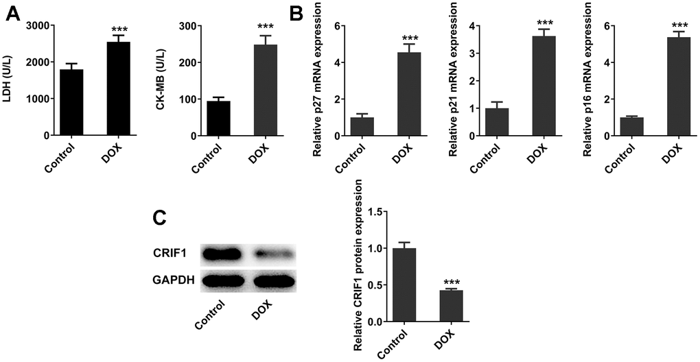 DOX induced myocardial senescence and decreased expression of CRIF1 in mice myocardial tissues. (A) The expression of myocardial injury-related enzymes LDH and CK-MB in serum was detected by biochemical kits. (B) RT-qPCR detected the expression of p27, p21, and p16 in myocardial tissues. (C) Western blot detected the expression of CRIF1 in myocardial tissues. ***P