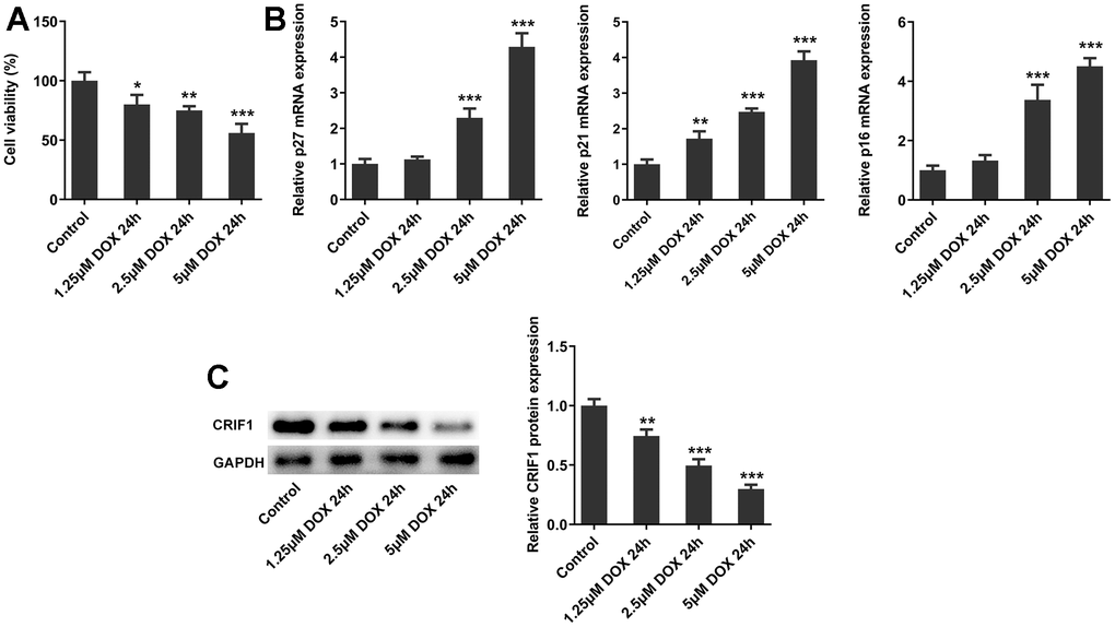 The expression of CRIF1 was decreased in DOX-induced AC16 cells. (A) The cell activity was detected by CCK8. (B) RT-qPCR detected the expression of p27, p21, and p16 in AC16 cells. (C) The protein expression of CRIF1 was examined by western blot. *P