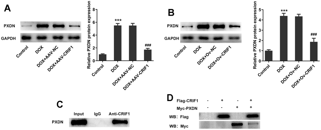 CRIF1 overexpression inhibited PXDN expression in DOX-induced myocardial tissues and AC16 cells. (A) Western blot detected the expression of PXDN in myocardial tissues. (B) Western blot detected the expression of PXDN in AC16 cells. (C) CO-IP experiment was used to detect the relationship between CRIF1 and PXDN. (D) 293T were transfected with flag-CRIF1 and/or myc-PXDN, and CO-IP assay followed by western blot was performed to examine the myc-tagged protein or flag-tagged protein. ***P