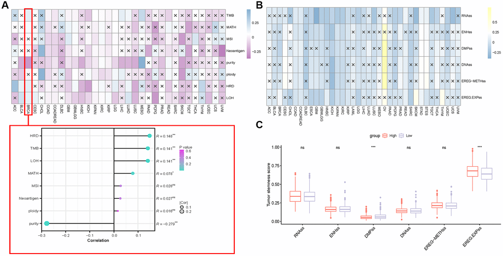 Correlation between S100A7 expression and the tumor stemness and heterogeneity pan-cancer. (A) Correlation between S100A7 expression and tumor heterogeneity pan-cancer and in breast cancer. (B) Correlation between S100A7 expression and the tumor stemness score pan-cancer. (C) Tumor stemness score in the two groups based on the median S100A7 expression in breast cancer. “×” represents P > 0.05, which was not statistically significant. “ns” represents not significant. *P **P ***P 