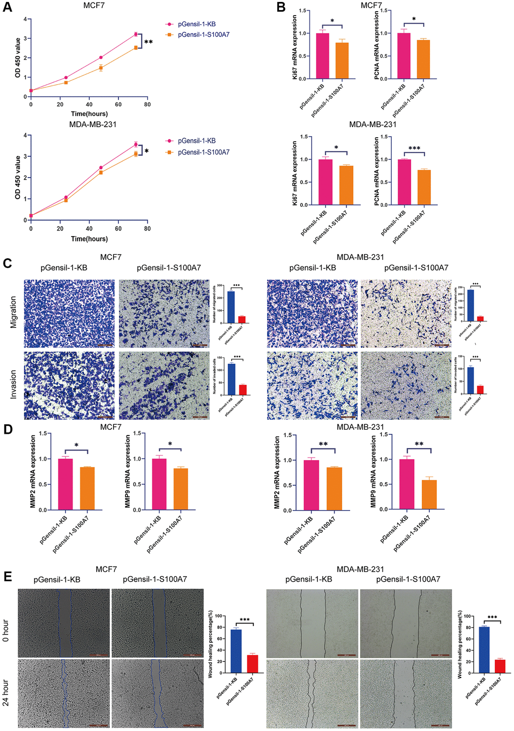S100A7 promotes the proliferation, migration, and invasion of breast cancer cells in vitro. (A) The CCK-8 assay showed that knockdown S100A7 reduced the proliferation of MCF7 and MDA-MB-231 cells. (B) RT-qPCR showed that knockdown of S100A7 reduced the expression of the proliferation biomarkers Ki67 and PCNA. (C) The Transwell assay showed that knockdown of S100A7 attenuated the migration and invasion of MCF7 and MDA-MB-231 cells. (D) RT-qPCR showed that knockdown of S100A7 reduced the expression of the migration biomarkers MMP2 and MMP9. (E) The wound healing assay showed that knockdown of S100A7 decreased the migration of MCF7 and MDA-MB-231 cells. *P **P ***P 