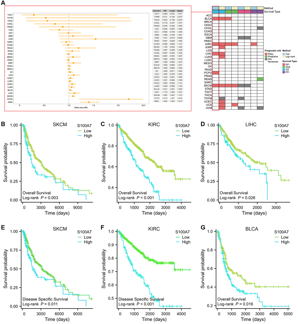 Relationship between S100A7 expression and the prognostic value of S100A7 pan-cancer. (A) The pan-cancer prognostic value of S100A7 (univariate Cox and log-rank analysis). Prognostic value of S100A7 expression in terms of OS in (B) SKCM, (C) KIRC, (D) LIHC, and DSS in (E) SKCM and (F) KIRC. It also reflected the prognostic value of S100A7 expression in terms of OS in (G) BLCA. Abbreviations: OS: overall survival; DSS: disease-specific survival; SKCM: skin cutaneous melanoma; KIRC: kidney renal clear cell carcinoma; LIHC: liver hepatocellular carcinoma; BLCA: bladder urothelial carcinoma.