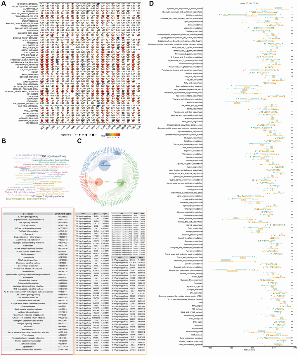 GSEA of DEGs between S100A7-high and -low expression groups pan-cancer. (A) Pan-cancer GSEA. (B) The GSEA results in breast cancer were shown using a word cloud map. (C) Top three potential pathways according to GSEA results in breast cancer. (D) Pathway score in the S100A7-high and -low expression groups in breast cancer. Abbreviations: GSEA: Gene Set Enrichment Analysis; DEGs: differentially expressed genes.