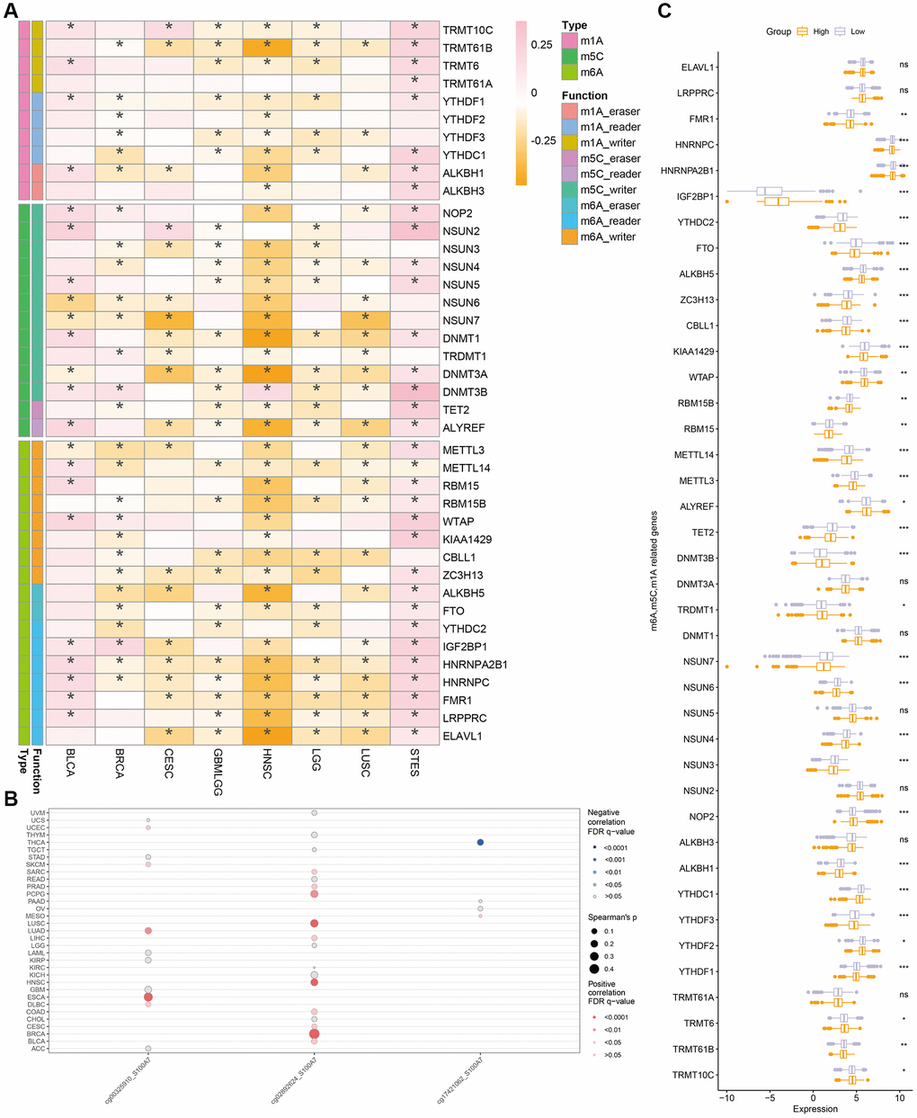 Correlation between methylation and S100A7 expression pan-cancer. (A) Correlation between S100A7 expression and m6A, m5C, and m1A pan-cancer. (B) Correlation between DNA methylation and S100A7 expression pan-cancer. (C) The expression of genes related to m6A, m5C, and m1A in the two groups based on the median S100A7 expression in breast cancer. “ns” represents not significant. *P **P ***P 6-methyladenosine; m1A: N1-methyladenosine; m5C: 5-methylcytosine.