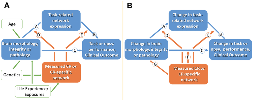 Cross-sectional (A) and longitudinal (B) models for studying cognitive reserve (CR). (A) Measures of brain morphology, integrity or pathology may impact clinical status via path Ⓒ. CR is represented by the orange box; working measures of CR include CR proxies or identified CR brain networks. Age, genetics and life experiences are believed to influence brain measures and CR. CR is assumed to moderate the effect of brain status on clinical status, thus producing individual differences in the clinical correlates of a given level of brain reserve and brain pathology. The effect of brain status on clinical status may be mediated in part by brain networks captured during task related activation (paths Ⓐ and Ⓑ). Path Ⓓ suggest that CR might moderate between brain status and activation. Path Ⓔ recognizes that some aspects of CR might moderate between brain and clinical function without being captured in specific task-related activations. (B) In longitudinal models, two paths can be added: path Ⓕ assesses how CR moderates the effect of brain change on cognitive change, and path Ⓖ addresses neuroprotective mechanisms. Npsy., neuropsychological. Adopted from [7].