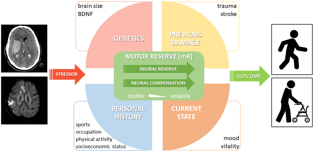 Proposal of a conceptual model of motor reserve (mR). A selection of important parameters with an impact on mR is shown. While neural reserve and (beneficial adaptive) neural compensation are considered part of the proposed neural basis of mR, it should be noted that neural compensation may only be related to reserve if it is linked to a third (e.g. lifestyle) factor and shows individual variation.