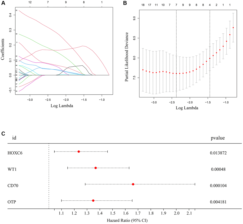 Hub genes selected to construct the risk model. (A, B) LASSO analysis for hub genes associated with the survival rate of glioma patients with TERTp mutations. (C) Multivariate Cox regression analysis of HOXC6, WT1, CD70, and OTP. These four genes were used to construct the risk model.