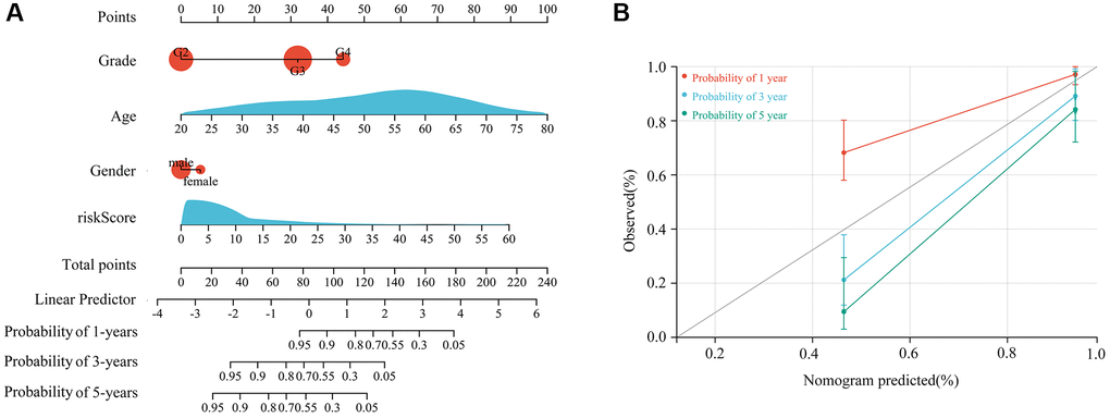 Construction of a nomogram based on a 4-gene signature risk score and clinical characteristics. (A) Proposed nomogram, incorporating age, gender, glioma grade, and risk score. (B) Efficiency of the nomogram in predicting 1-year, 3-year, and 5-year survival for patients with TERTp-mutant gliomas.