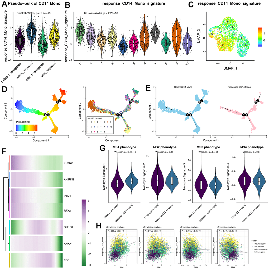 Trajectory analysis of CD14+ monocytes and the pseudotime changes of the feature genes identified by machine learning algorithms. (A) Violin plot displays the response-related CD14+ monocyte signature in pseudo-bulk levels of CD14+ monocytes. (B) Violin plot displays the response-related CD14+ monocyte signature across all identified subclusters of CD14+ monocytes. “AddModule” function in Seurat package was leveraged to estimate the signature score. (C) Signature score of response-related CD14+ monocytes was mainly activated in cluster 0. (D) Trajectory analysis of CD14+ monocytes. Monocle2 package was adopted. (E) Pseudotime distribution of other and response-related CD14+ monocytes. (F) Expression changes of the feature genes following pseudotime. (G) Violin plot shows the monocyte signature scores. MS: monocyte signature. (H) Correlation analysis between the response signature and the other four published MS phenotypes.