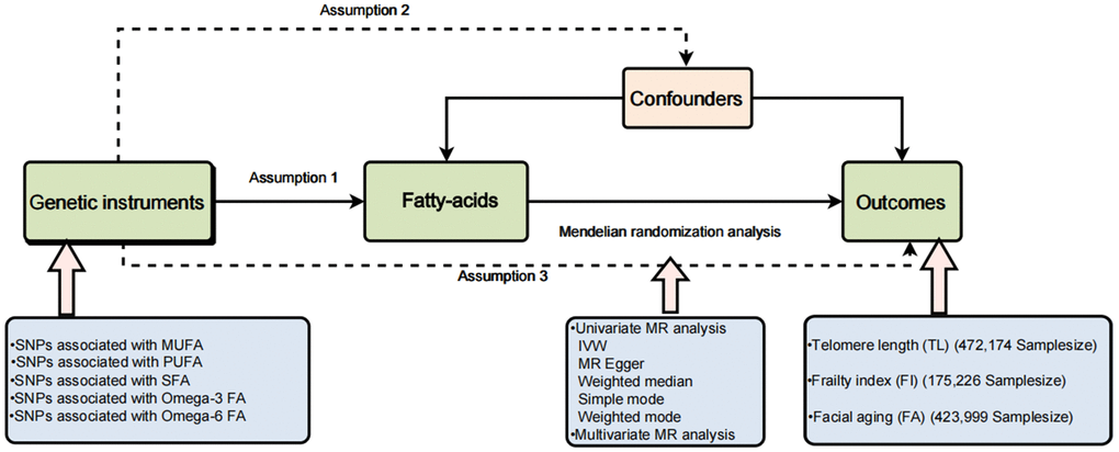 A brief flow chart of our Mendelian randomization study.