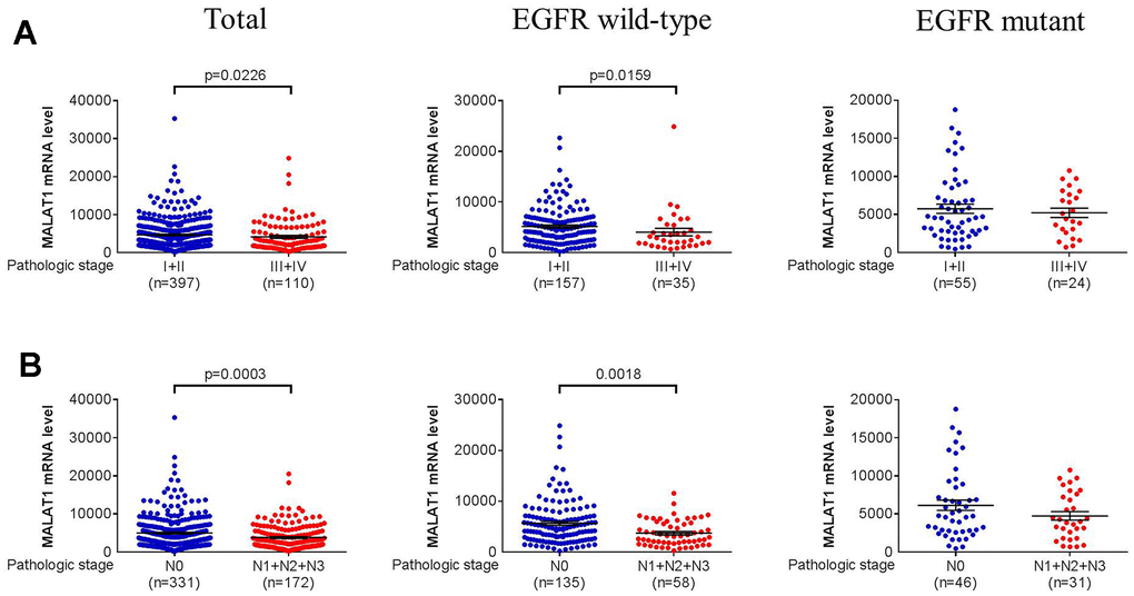 Pathologic stage and lymph node metastases in LADC were correlated with MALAT1 mRNA expression levels. (A, B) From the TCGA database, correlations between lower MALAT1 mRNA expression and pathologic stage or lymph node metastasis of total, EGFR wild-type and EGFR mutant in LADC. A p-value 