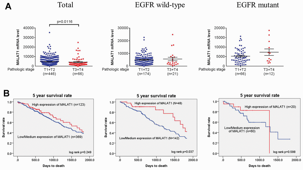 Tumor T status in LADC was correlated with MALAT1 mRNA expression levels or 5 years survival rates. (A, B) From the TCGA database, correlations between lower MALAT1 mRNA expression or 5 years survival rates and tumor T status of total, EGFR wild-type and EGFR mutant in LADC. A p-value 