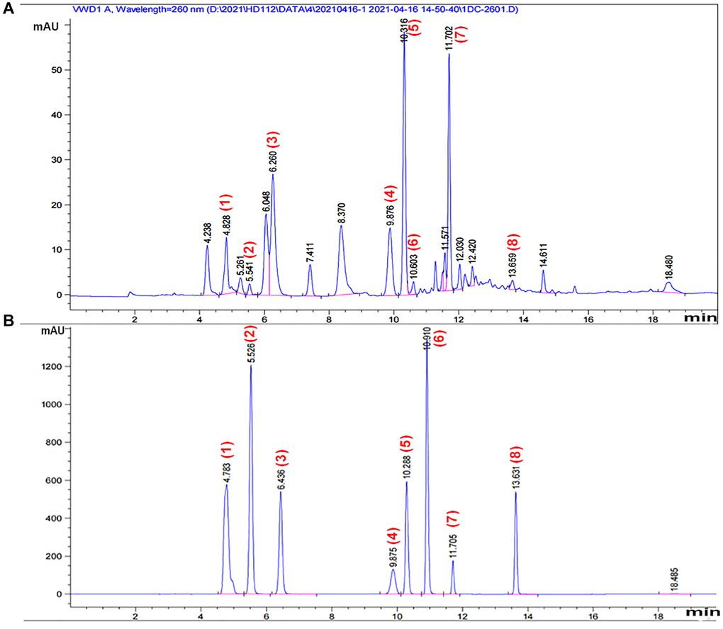 HPLC chromatogram of CS. A representative HPLC chromatogram was acquired at 260 nm of (A) component-rich extract obtained from CS and (B) standards. Peaks were tentatively identified as: 1, adenine 2, uracil; 3, hypoxanthine; 4, uridine; 5, adenosine; 6, 2’-deoxyadenosine; 7, guanosine hydrate; 8, thymidine.