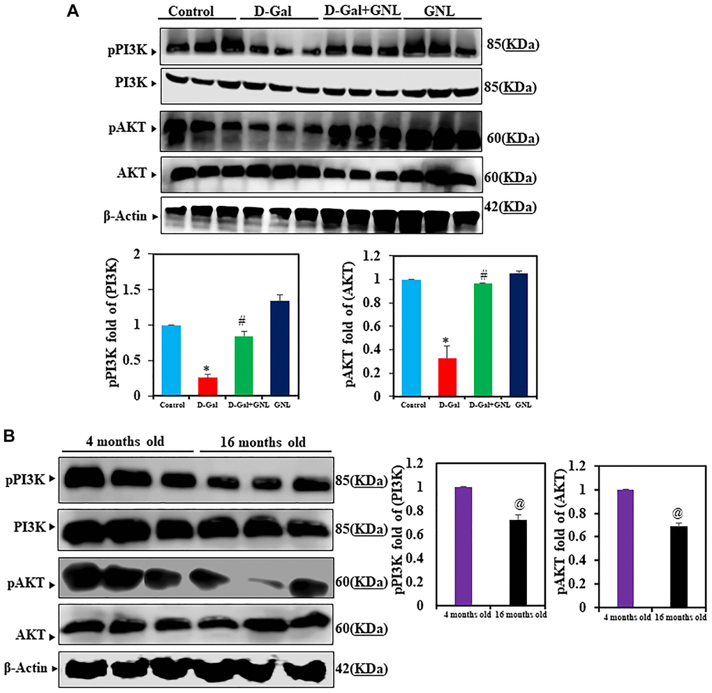 GNL effects of PI3K/AKT signaling in the hippocampus of D-gal-induced mice. (A) pPI3K and pAKT protein analysis by Western blot. Three independent experiments are shown here. SDS-PAGE resolved the protein from each sample, and Western blots were done. The internal load controllers were AKT and PI3K. Densitometry analysis calculated changes in protein bands as 1.0-fold, as shown below the gel. (B) 4- month-old young control and 16-month-old mice hippocampus tissue were analyzed for pPI3K and pAKT levels. The internal load controllers were AKT and PI3K. Densitometry analysis calculated changes in protein bands as 1.0-fold, as shown on the right side of the gel. Values are expressed as the mean ± SD (n = 6). *P #P @P 