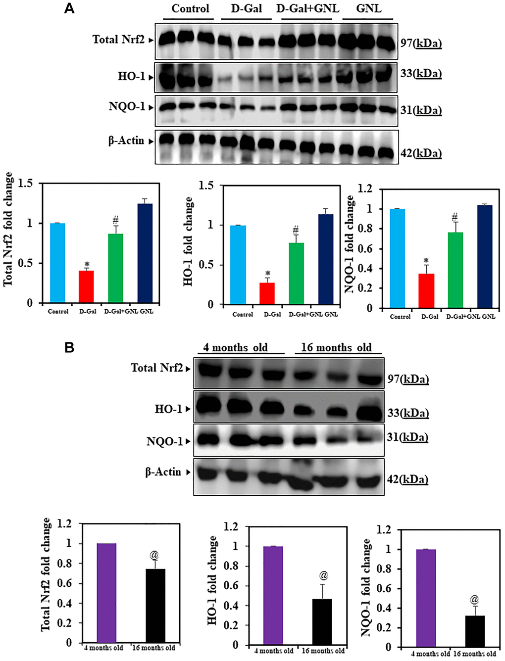 Effect of GNL on D-gal-induced cognitive impairment mice of Nrf2, HO-1, and NQO-1 proteins in the hippocampus. (A) The total Nrf2, HO-1, and NQO-1 protein levels were analyzed by Western blot. Three independent experiments are shown here. SDS-PAGE resolved the protein from each sample, and Western blots were done. The internal load controllers were β-actin. Densitometry analysis calculated changes in protein bands as 1.0-fold, as shown below the gel. (B) 4-month-old young control and 16-month-old mice hippocampus tissue were analyzed for total Nrf2, HO-1, and NQO-1. The internal load controllers were β-actin. Densitometry analysis calculated changes in protein bands as 1.0-fold, as shown on the right side of the gel. Values are expressed as the mean ± SD (n = 6). *P #P @P 