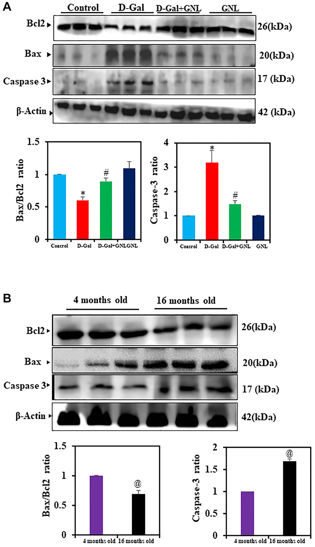 The GNL attenuated excessive apoptosis in the mice’s hippocampus. (A) The BCl2, BAX, and caspase-3 protein levels were analyzed by Western blot. Three independent experiments are shown here. SDS-PAGE resolved the protein from each sample, and Western blots were done. The internal load controllers were β-actin. Densitometry analysis calculated changes in protein bands as 1.0-fold, as shown below the gel. (B) 4-month-old young control and 16-month-old mice hippocampus tissue were analyzed for BCl2, BAX, and caspase-3. The internal load controllers were β-actin. Densitometry analysis calculated changes in protein bands as 1.0-fold, as shown below the gel. Values are expressed as the mean ± SD (n = 6). *P #P @P 